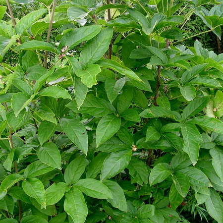Элеутерококк сидячецветковый, или акантопанакс (лат. Eleutherococcus sessiliflorus), семена