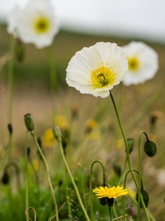 Мак голостебельный, или мак исландский микс (лат. Papaver nudicaule L.), 600 штук 