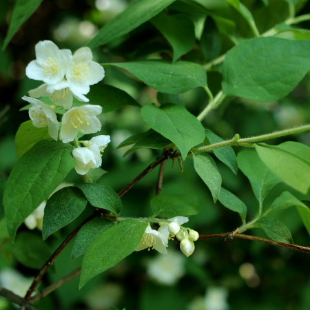 Чубушник тонколистный (лат. Philadelphus tenuifolius), семена