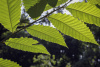Дуб острейший (лат. Quercus acutissima) 10 шт, семена 