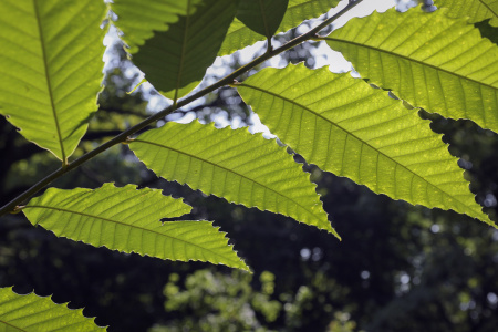 Дуб острейший (лат. Quercus acutissima) 10 шт, семена 