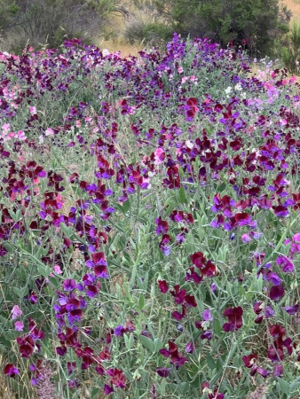 Горошек душистый, микс цветов (лат. Lathyrus odoratus), семена 25 шт