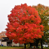 Клен сахарный (лат. Acer saccharum), семена