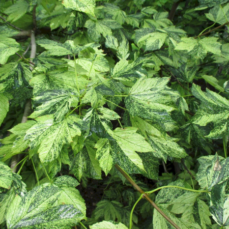 Клен ложноплатановый Леопольди (лат. Acer pseudoplatanus 'Leopoldii'), семена