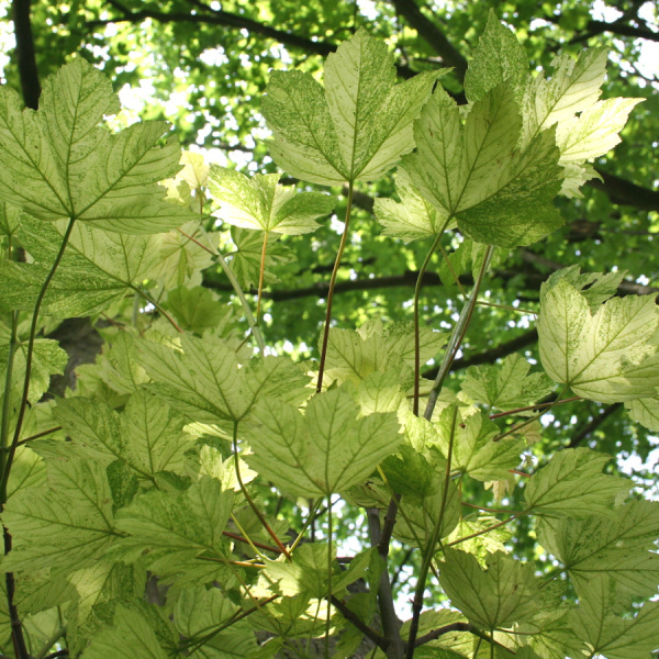 Клен ложноплатановый Леопольди (лат. Acer pseudoplatanus 'Leopoldii'), семена