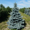 Ель колючая, или Ель голубая (лат. Picea pungens), семена