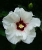 Гибискус сирийский (лат. Hibiscus syriacus) микс цветов, семена