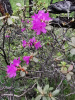 Рододендрон мелколистный (лат. Rhododendron parvifolium), семена 0,02 грамма