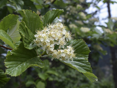 Рябина круглолистная (лат. Sorbus aria), семена