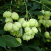 Клекачка перистая (лат. Staphylea pinnata), семена
