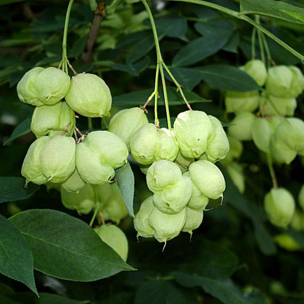 Клекачка перистая (лат. Staphylea pinnata), семена