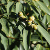 Дуб мирзинолистный (Quercus myrsinifolia) 10 шт, семена