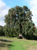 Дуб каменный (лат. Quercus ilex) 10 шт, семена 