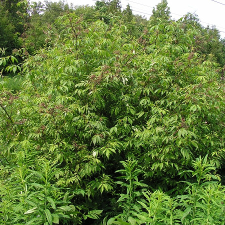 Бузина красная (лат. Sambucus racemosa), семена 