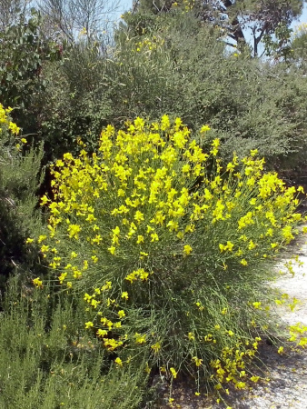 Дрок испанский (лат. Spartium junceum), семена