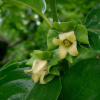 Хурма восточная, или японская (лат. Diospyros kaki), семена 