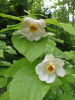 Каликант Чашецветник китайский (лат. Calycanthus chinensis), семена