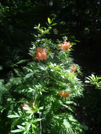 Рододендрон японский (лат. Rhododendron japonicum), семена 0,05 грамма