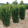 Тис средний Хикси (лат. Taxus media Hicksii), семена