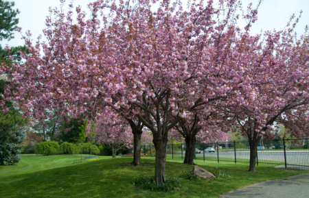 Абрикос маньчжурский "Челябинский ранний" (лат. Prunus mandschurica "Челябинский ранний"), семена