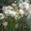 Эвкалипт лимонный (лат. Eucalyptus citriodora), семена 