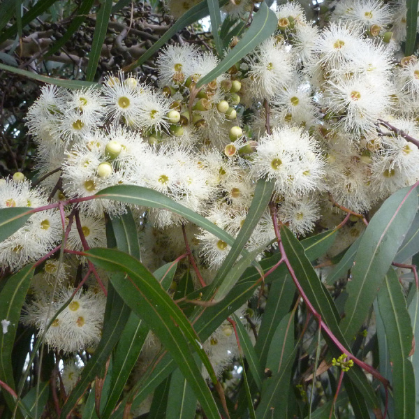 Эвкалипт лимонный (лат. Eucalyptus citriodora), семена 