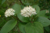 Дерен белый, или свидина белая (лат. Cornus alba), семена