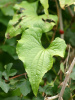 Тамус обыкновенный "Адамов корень" (лат. Dioscorea communis), семена