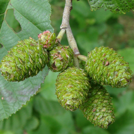 Ольха серая (лат. Alnus incana), семена