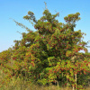 Боярышник крупноплодный (лат. Crataegus aestivalis), семена 