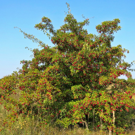 Боярышник крупноплодный (лат. Crataegus aestivalis), семена 