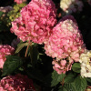 Гортензия метельчатая Самарская Лидия (лат. Hydrangea paniculata 'Samarskaya Lidiya')