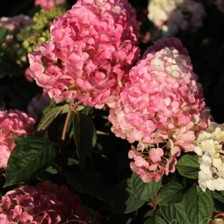 Гортензия метельчатая Самарская Лидия (лат. Hydrangea paniculata 'Samarskaya Lidiya')
