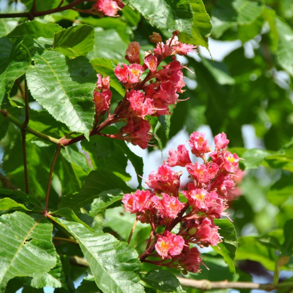 Каштан конский мясо-красный (лат. Aesculus × carnea) 5 штук, семена