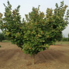 Фундук Трапезунд (лат. Corylus avellana 'Trebizond'), семена