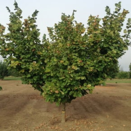 Фундук Трапезунд (лат. Corylus avellana 'Trebizond'), семена