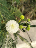 Мимоза белая, или Леуцена светлоголовчатая (лат. Leucaena leucocephala), семена
