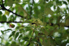 Бархат китайский (лат. Phellodendron chinense), семена