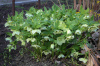 Морозник кавказский (лат. Helleborus caucasicus), семена
