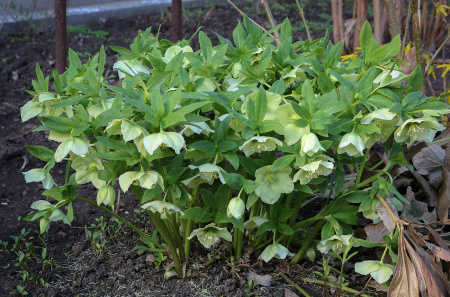 Морозник кавказский (лат. Helleborus caucasicus), семена