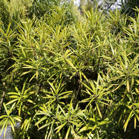 Подокарпус или Ногоплодник крупнолистный "Мармеладное дерево", семена (лат. Podocarpus macrophyllus)