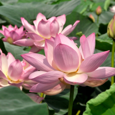 Лотос Комарова (лат. Nelumbo komarovii), семена