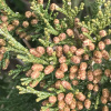 Можжевельник казацкий (лат. Juniperus sabina) шишкоягоды, семена