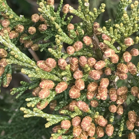 Можжевельник казацкий (лат. Juniperus sabina) шишкоягоды, семена