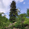 Ель тянь-шаньская, или Ель тяньшанская (лат. Picea schrenkiana subsp. tianschanica), семена