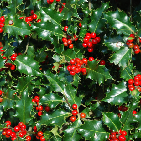 Падуб остролистный (лат. Ilex aquifolium), семена