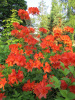 Рододендрон японский (лат. Rhododendron japonicum), семена 0,05 грамма