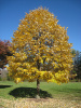 Липа войлочная (лат. Tilia tomentosa), семена