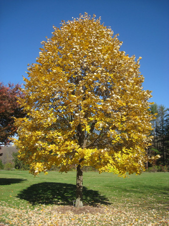 Липа войлочная (лат. Tilia tomentosa), семена