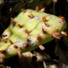 Кактус Опунция крупнокорнивищная(лат. Opuntia macrorhiza), семена 0,2 грамма